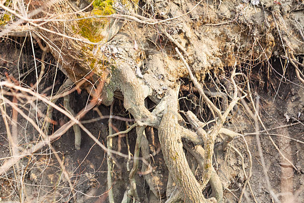 Tree with thick, gnarled roots exposed on steep eroded slope, revealing their intricate underground network. Moss and bare branches add to the raw, natural atmosphere of scene