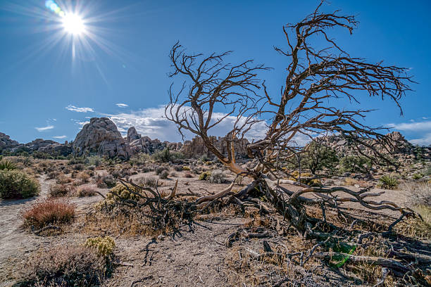A tree is standing in a desert with a bright sun in the background. The tree is bare and has no leaves