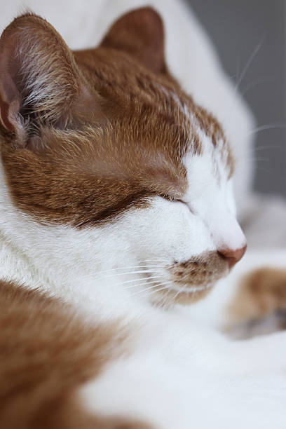 Sleeping cat. Ginger and white cat. Cats head close-up.