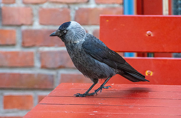 Lone black crow on a sandy beach, crows are often seen as scavengers in the bird world.