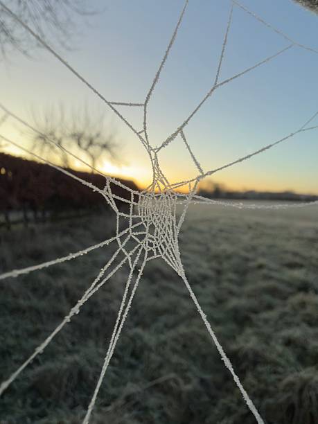 A spiderweb coated in frost on a cold winter's morning, stands out against the rising sun at down in the countryside of Northamptonshire