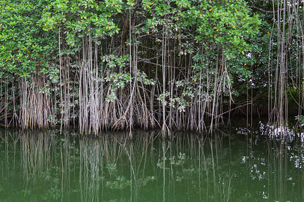 Mangroves at Black River boat cruise, St. Elizabeth parish, Jamaica