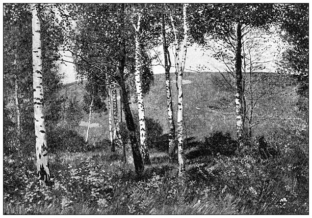 Image from 19th Century Art Illustrated Magazine: Birkenhain, by Hans Von Volkmann