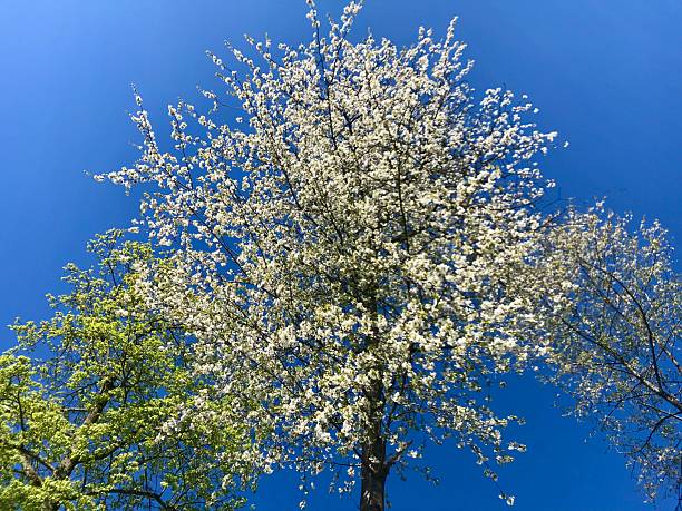 A magnificent tree in full white bloom captured in spring in the Swiss countryside. The radiant blossoms stand out beautifully against a deep blue sky, creating a vivid contrast of light and color. This uplifting rural scene reflects freshness, renewal, and the vibrant energy of springtime nature.