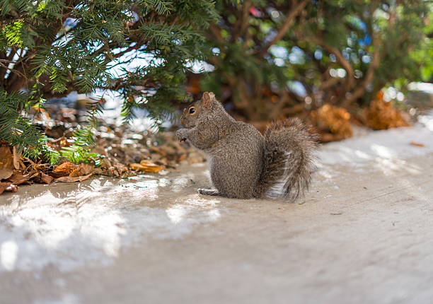 Gray squirrel sitting on an icy sidewalk in an urban park during winter. Wildlife photography showing cute animal behavior, city nature and winter season.
