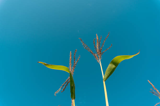 Tall corn plants stand proudly against a vivid blue sky, their leaves swaying gently in the warm breeze on a sunny afternoon in the countryside.