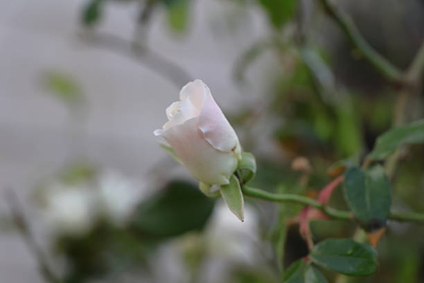 White Rose garden