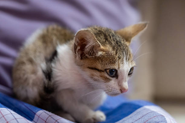 A small tabby kitten relaxes on a checkered blanket, enjoying its cozy environment in a living room.