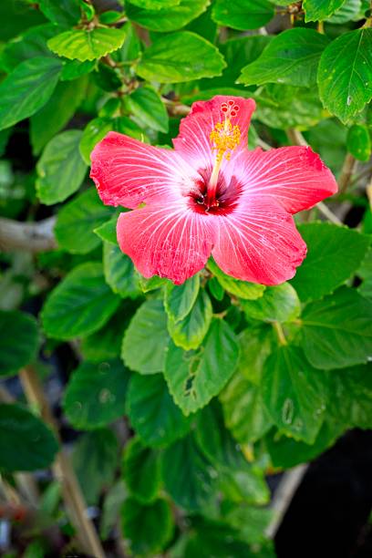 Hibiscus Flower