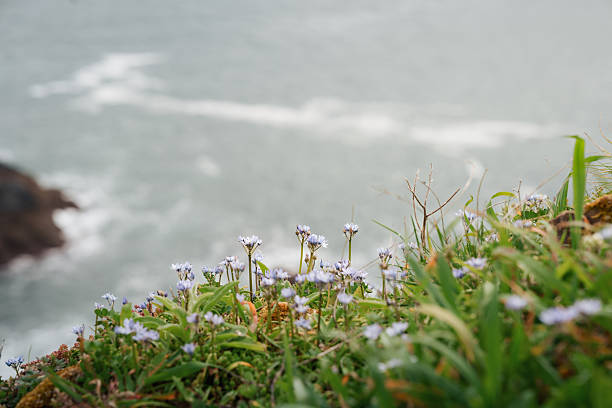 Vibrant wildflowers on a Galician cliff, with the ocean as a tranquil backdrop.