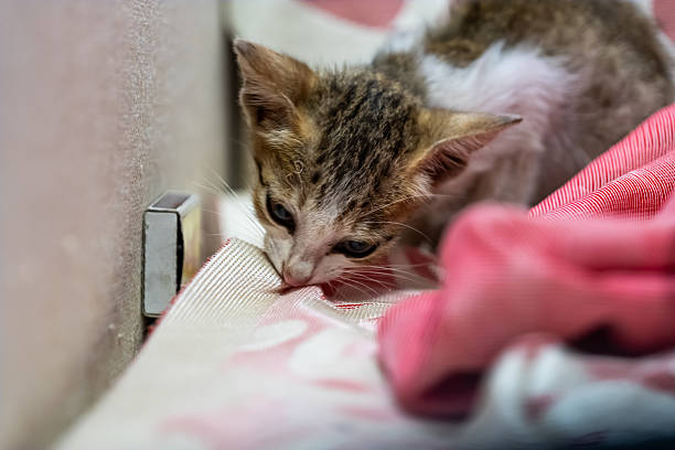 A small fluffy black kitten with bright blue eyes sits on a soft pink surface, displaying a curious expression, creating a warm and delightful composition.