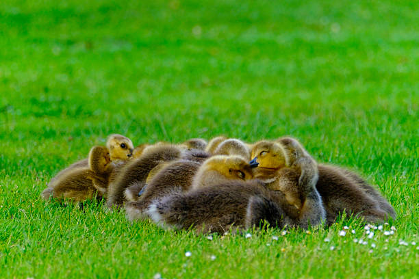 Canada goose family on a cold early morning