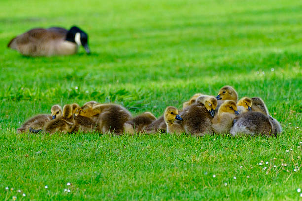 Canada goose family on a cold early morning