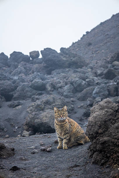 Hiking with a cat on Mount Etna, Sicily — a cat exploring volcanic rock formations on a foggy day.