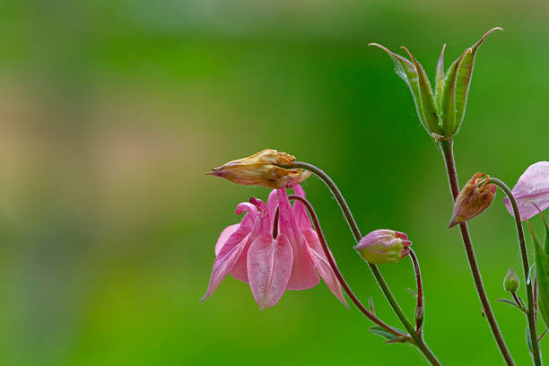 Columbine flower on green background