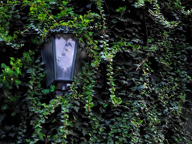 Old street lamp nearly concealed by lush ivy climbing a weathered wall in prague, czechia, creating a mysterious and charming atmosphere, copy space, wallpaper