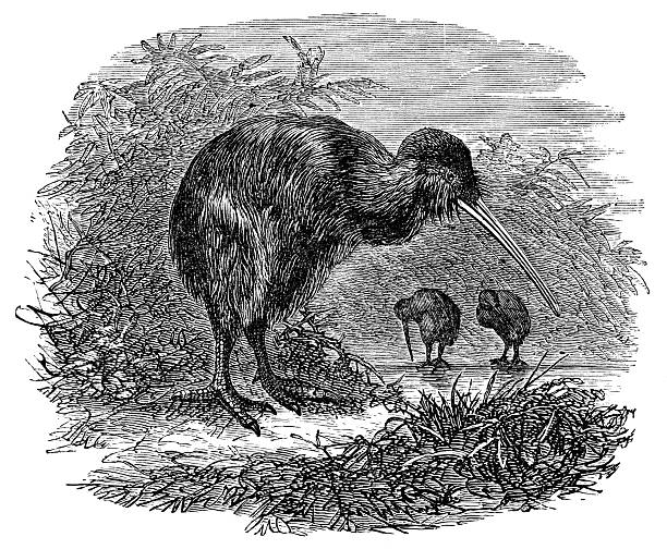 Southern Brown Kiwi birds (apteryx australis). Vintage etching circa 19th century.