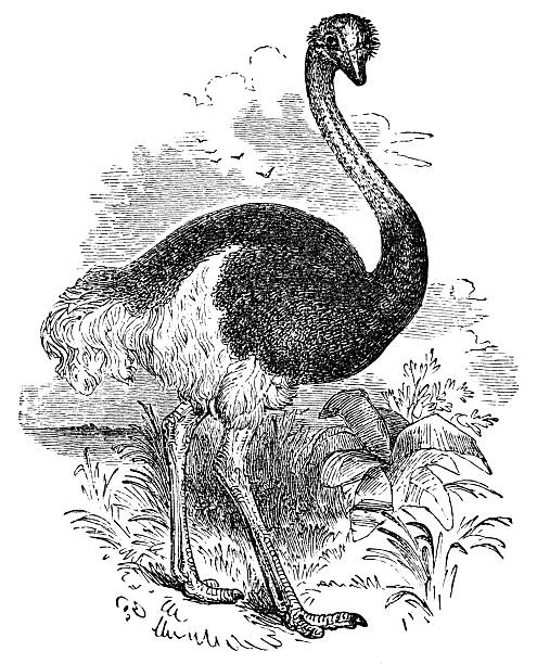 Common Ostrich bird (struthio camelus). Vintage etching circa 19th century.