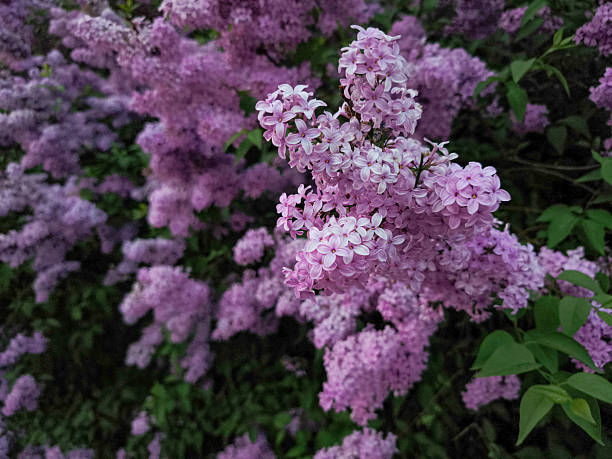 Clusters of fragrant lilac flowers create a vibrant display of purple hues, capturing the essence of spring in prague, copy space