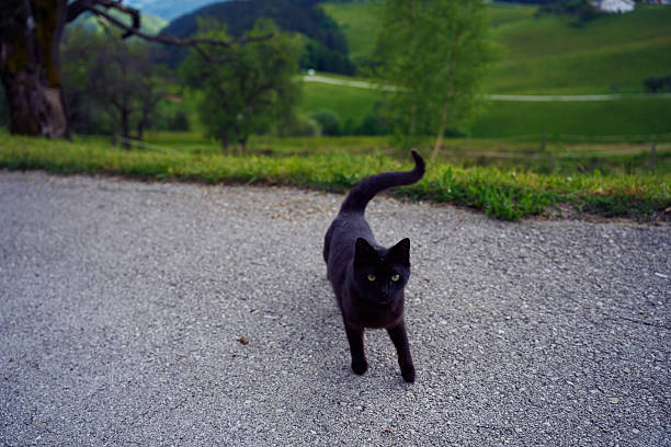 black cat grooming itself against a scenic mountain landscape