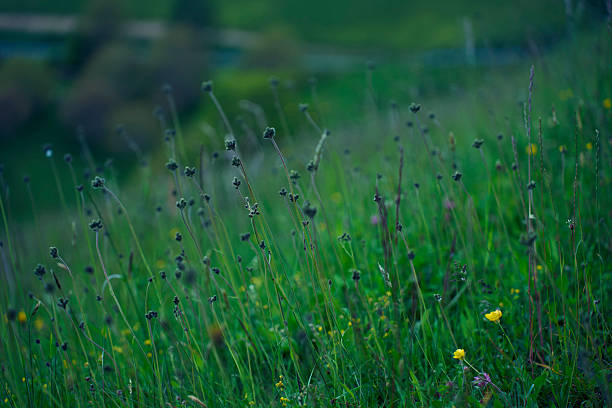 Tall wild grass swaying in a lush alpine mountain meadow