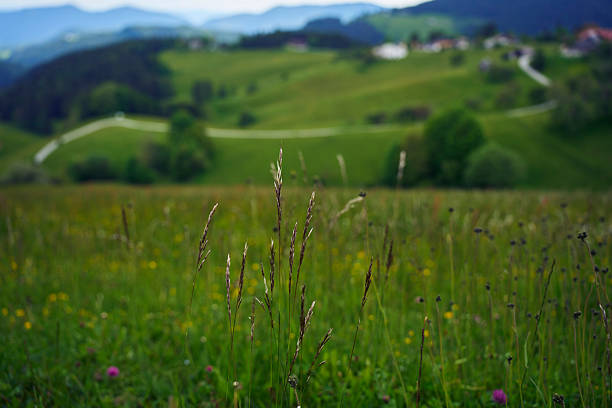 Experience stunning mountain views, lush grass, and vibrant wildflowers in this picturesque landscape