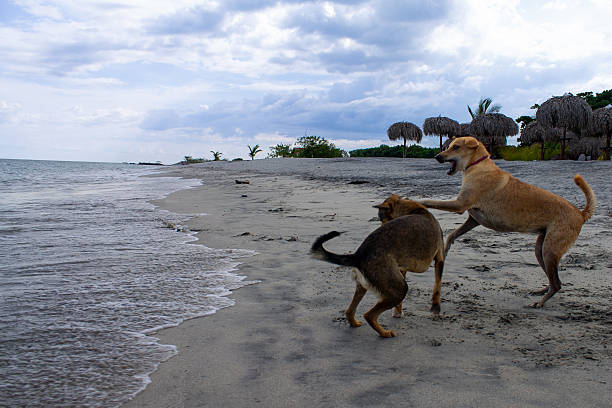 A friendly brown dog strolls along a sandy beach scattered with seaweed, near a white wall and house. Calm coastal scene with blue sea and distant boats, sunny and inviting.