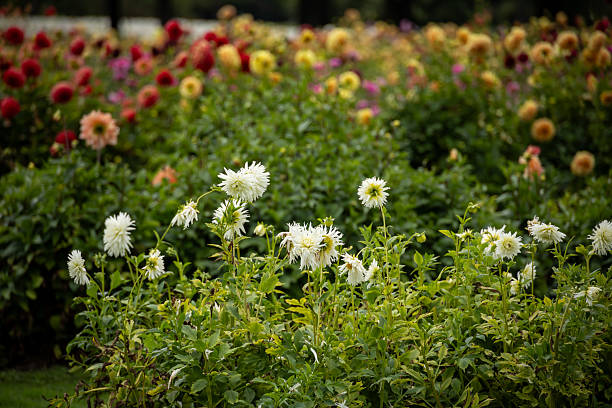 White dahlia flowers blooming in a lush green garden. Selective focus and natural light create a soft, vibrant floral background suitable for gardening, spring, summer, and botanical themes.