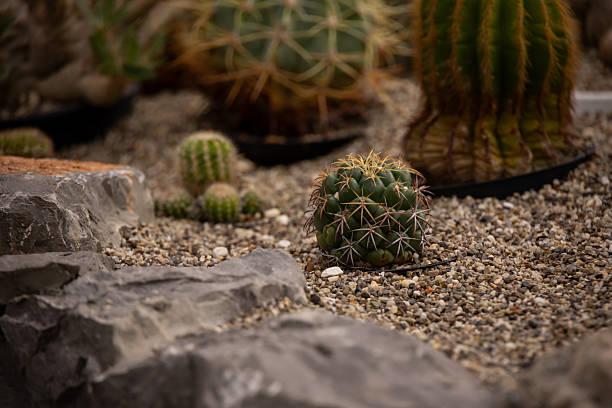 Detailed close-up of a spiny cactus growing in a desert-style garden with gravel and natural stones. Shallow depth of field highlights the sharp texture and structure of the plant, creating a warm, natural botanical scene.