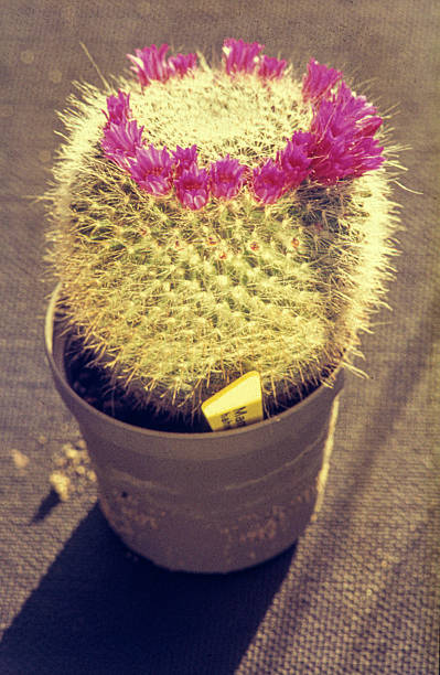 Blooming cactus photographed on AGFA color slide film in the late 1960s or early 1970s. The warm tones and soft grain create an authentic vintage aesthetic. A typical example of popular indoor houseplants in mid-century European homes.