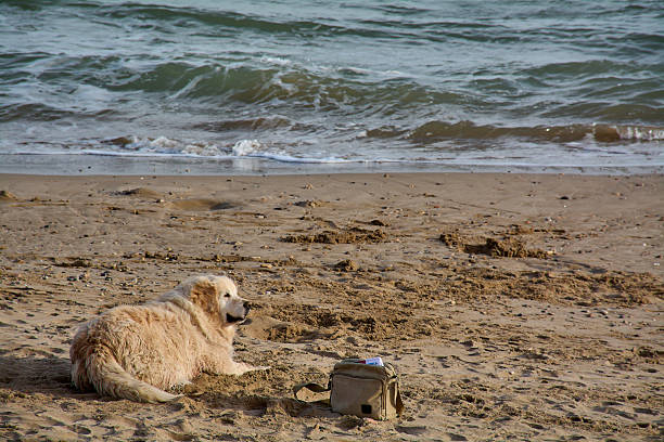 Golden retriever dog lying on sandy Mediterranean beach next to a small shoulder bag, enjoying a calm and sunny seaside day