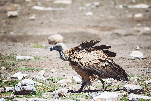 White-backed vultures in the Namibian wilderness.
