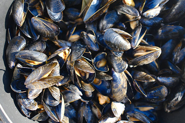 Close-up of freshly steamed mussels served in a bowl, with visible herbs or broth. The dish highlights the natural texture and color of the shellfish, ideal for themes like seafood cuisine, traditional recipes, and Mediterranean dining.
