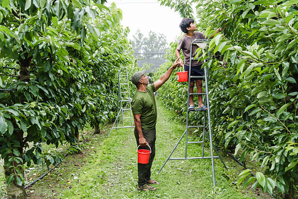 Farm-to-table cherry harvest, father and son.