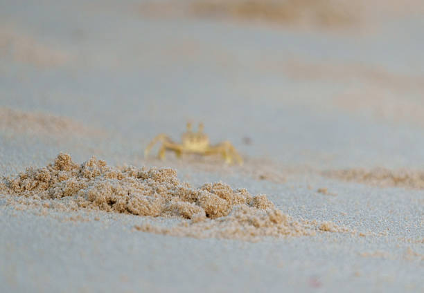 Ghostly effect of ghost crab defocused behind sand digging on beach at Lennox Head