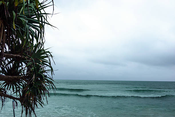 Seaview with silhouette pandanus silhouette in Queensland Australia.