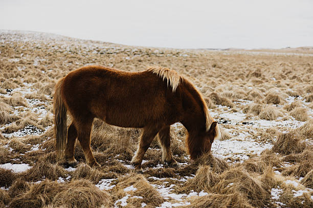 Brown Icelandic horse with blonde mane and tail grazing in a dry, snowy field, peaceful winter scene in rugged countryside, calm and resilient equine portrait