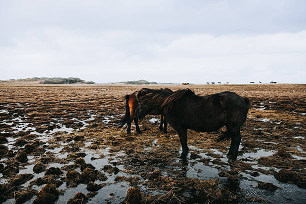 Icelandic horses standing in a muddy, waterlogged field, with more horses visible in the distance under a vast, cloudy sky, depicting wild nature and freedom
