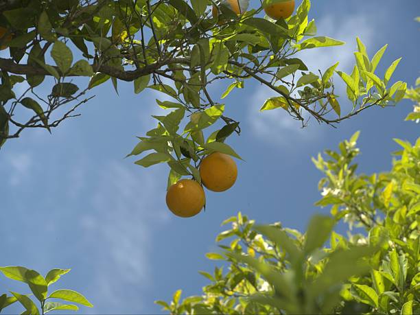 Oranges in an orange grove in summertime. Lots of copy space.