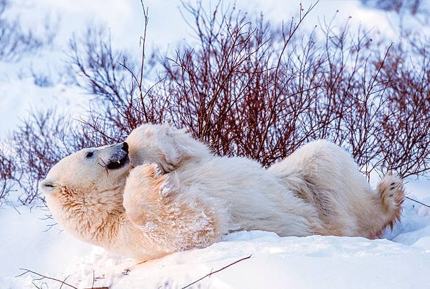 A polar bear in its natural environment is a powerful image of life in the Arctic. The bear roams across vast icy landscapes, navigating the frozen seas and snowy tundra. Surrounded by ice floes and sometimes hunting seals, it embodies the resilience needed to survive in one of the harshest climates on Earth. The scene often portrays the raw beauty and fragility of the polar ecosystem, where the polar bear is both a symbol of strength and the challenges posed by climate change.