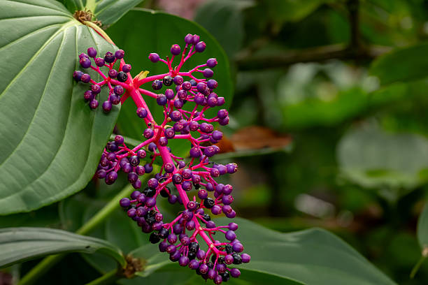 Bright purple berries of Medinilla magnifica (showy medinilla or rose grape) are in cluster hanging down the lush green foliage in tropical botanical garden.
