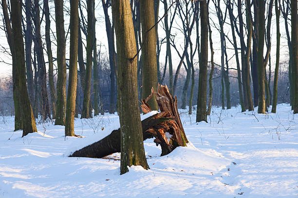 A broken tree trunk lies on pure snowy ground among tall slender trees in a quiet winter forest. Sunlight softly illuminates the texture of the splintered wood and creates long blue shadows on the white snow cover.