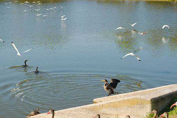 A pair of cormorants rests on a stone ledge beside calm blue water, with one bird spreading its wings in a dramatic display while another watches nearby, capturing a moment of quiet wildlife behavior.