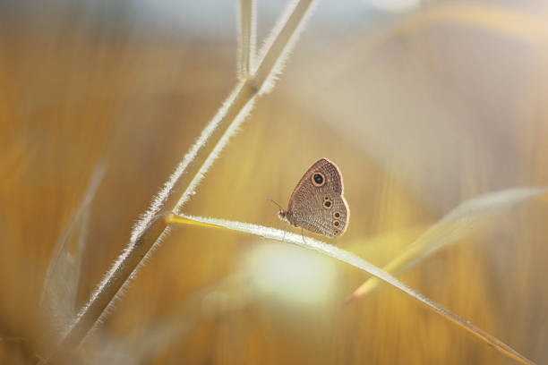 Little Butterfly on leaf grass in the meadow in the morning