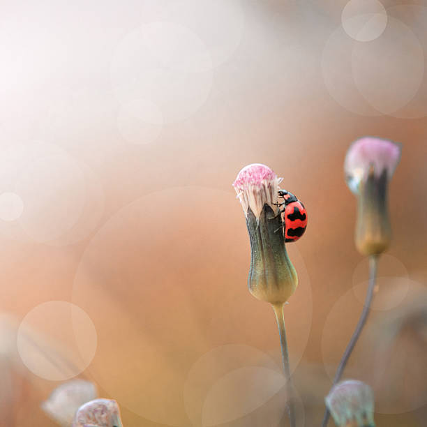 A red ladybug perched on a wildflower in the meadow