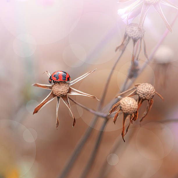 A vibrant red ladybug climbs a dry grass stem, capturing a quiet moment in nature. This macro shot emphasizes color, texture, and the tiny insect against a soft, blurred background.