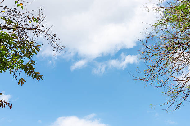 Bright blue sky with white clouds and Tree branches framing. Natural background with copy space for text, perfect for environmental and outdoor concepts.