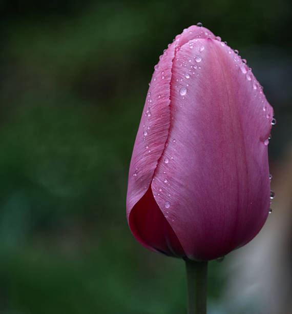 A purple tulip with water drops on it.