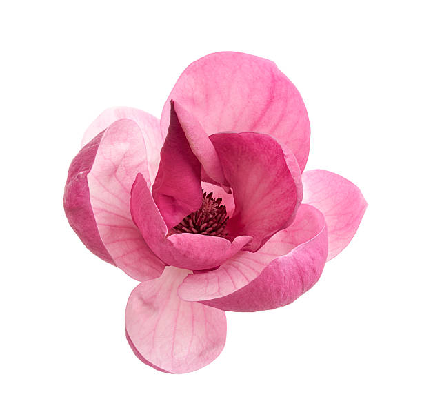 istock Purple Magnolia Flower Isolated on White Background with Clipping Path 2261170651