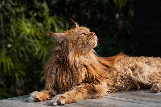Gorgeous Maine Coon walking on stone footpath,mesmerizing sun that illuminating fur of pet.